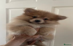 Pomeranian dogs for sale: 1 left Pomeranian Puppies  - Image 2