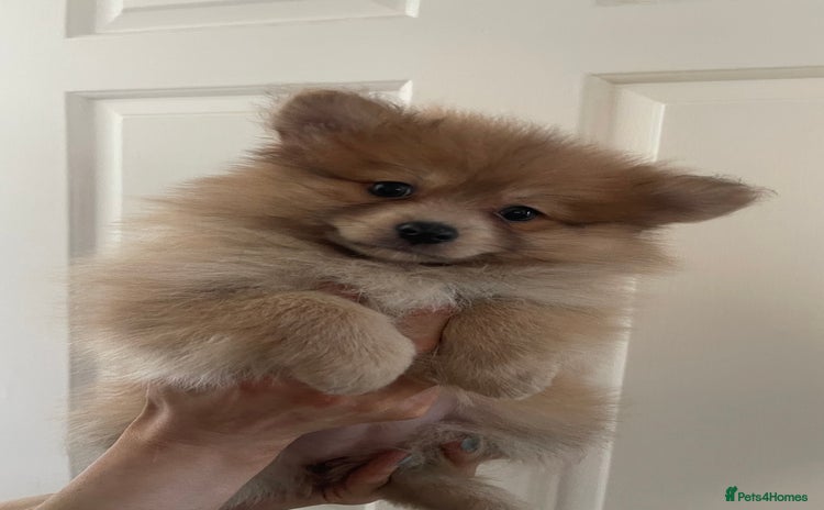 Pomeranian dogs - Advert 1