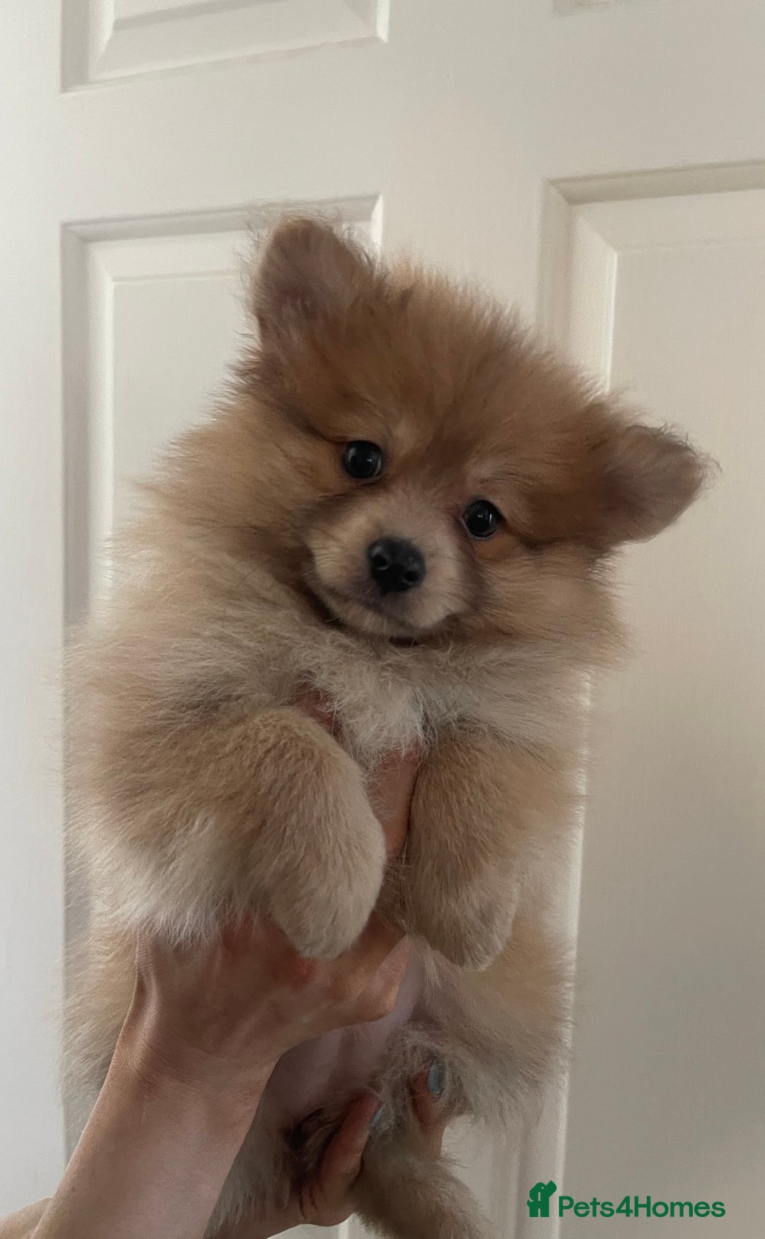 Pomeranian dogs for sale: 1 left Pomeranian Puppies  - Image 2