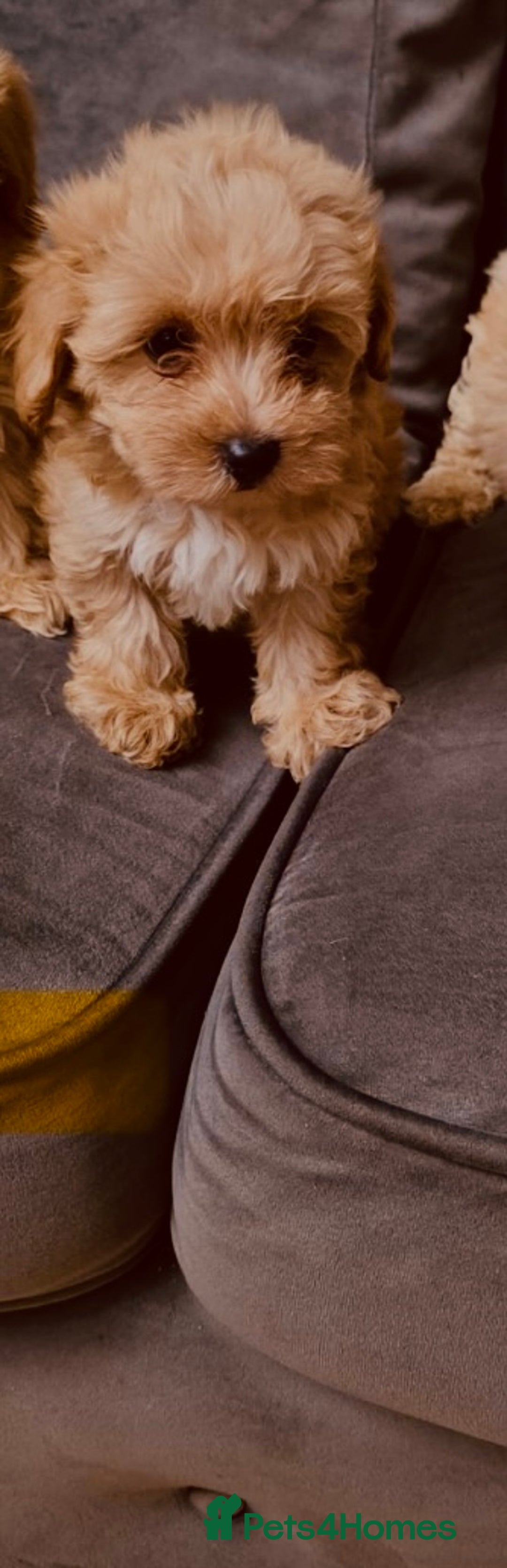 Maltipoo dogs for sale: Maltipoo  - Image 5