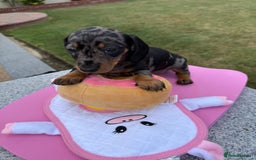 Miniature Dachshund dogs for sale: Miniature daschund puppies - Image 19