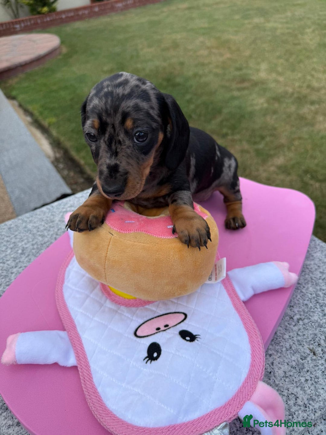 Miniature Dachshund dogs for sale: Miniature daschund puppies - Image 19