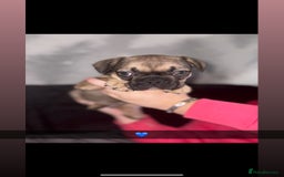French Bulldog dogs for sale: 5 beautiful French bulldog puppy’s💕💕💙💙💙 - Image 1