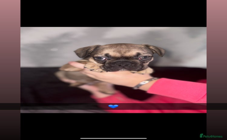 French Bulldog dogs - Advert 1