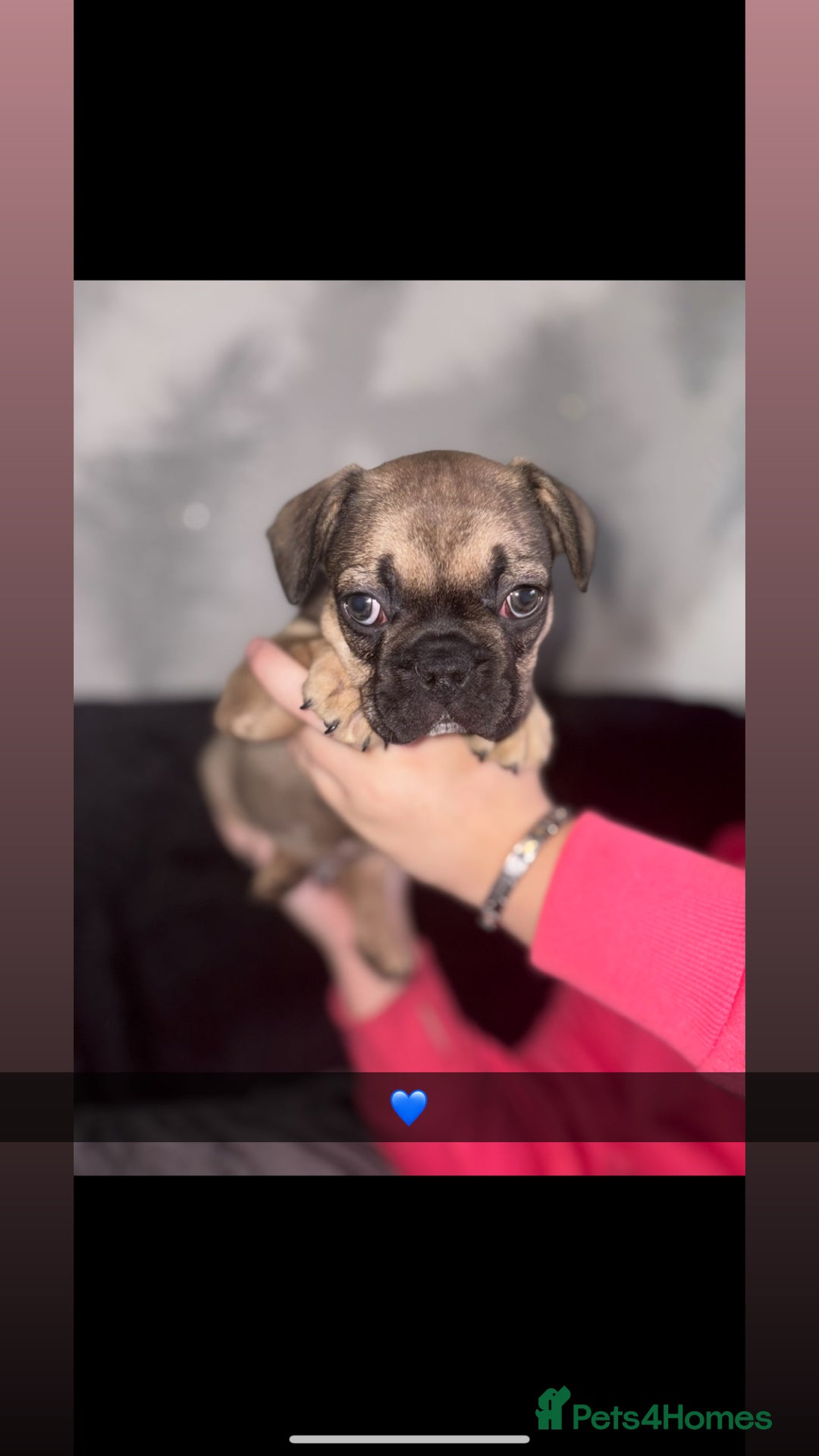 French Bulldog dogs for sale: 5 beautiful French bulldog puppy’s💕💕💙💙💙 - Image 1