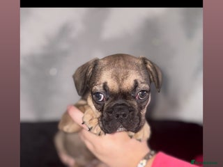 French Bulldog dogs - Advert 3