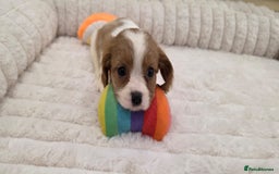 Cavalier King Charles Spaniel dogs for sale: KC Registered & DNA Tested Cavalier Puppies - Image 10