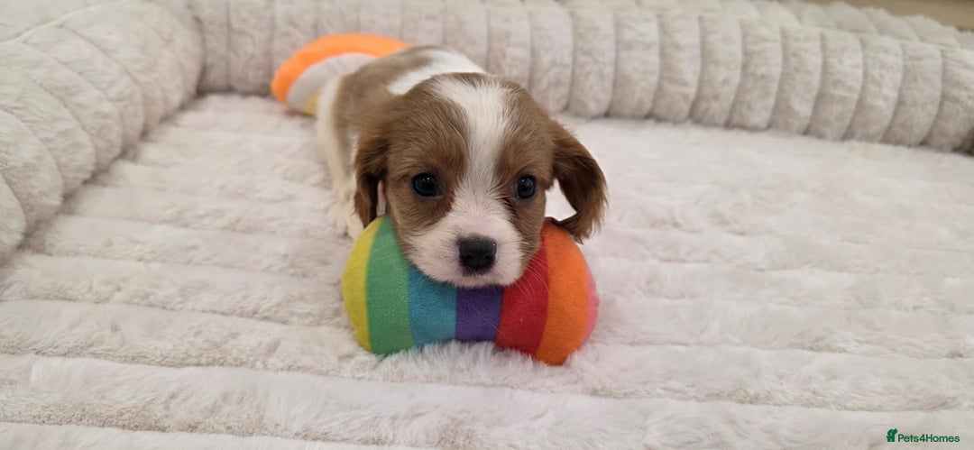 Cavalier King Charles Spaniel dogs for sale: KC Registered & DNA Tested Cavalier Puppies - Image 10