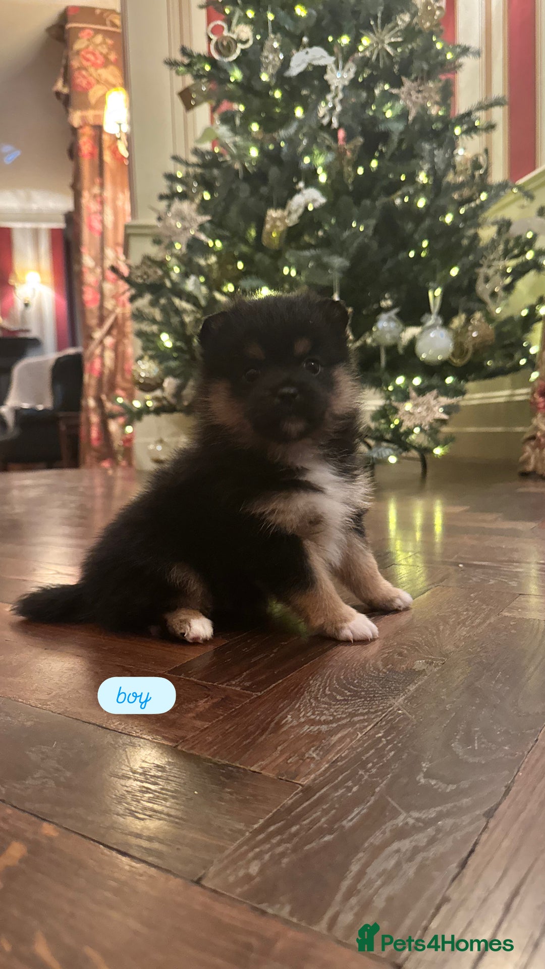 Pomsky dogs for sale: Pomsky Pups  - Advert 3
