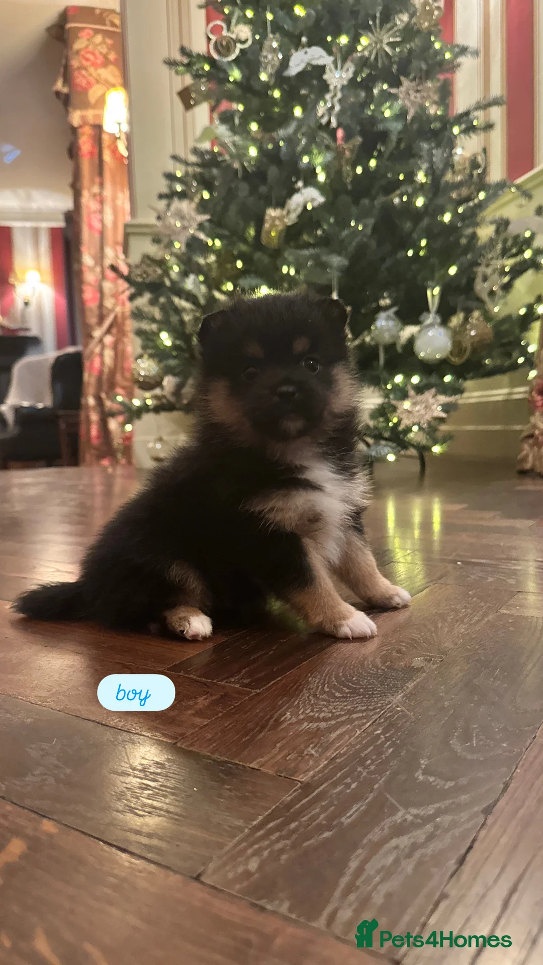 Pomsky dogs for sale: Pomeranian Pups  - Advert 2