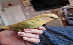 Lovebirds birds for sale: Hand Reared Peach Faced Lovebird Babies - Image 7