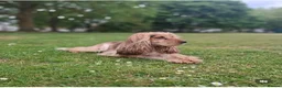 Cockapoo dogs for sale:  Beautiful Cockerpoo F1 Puppies Ready Now 🐾  🏡 - Advert 12