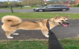 Akita dogs for sale: Female akita - Image 6