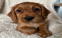 Cocker Spaniel dogs for sale: Extensively Health Tested KC Cocker Spaniels  - Image 7