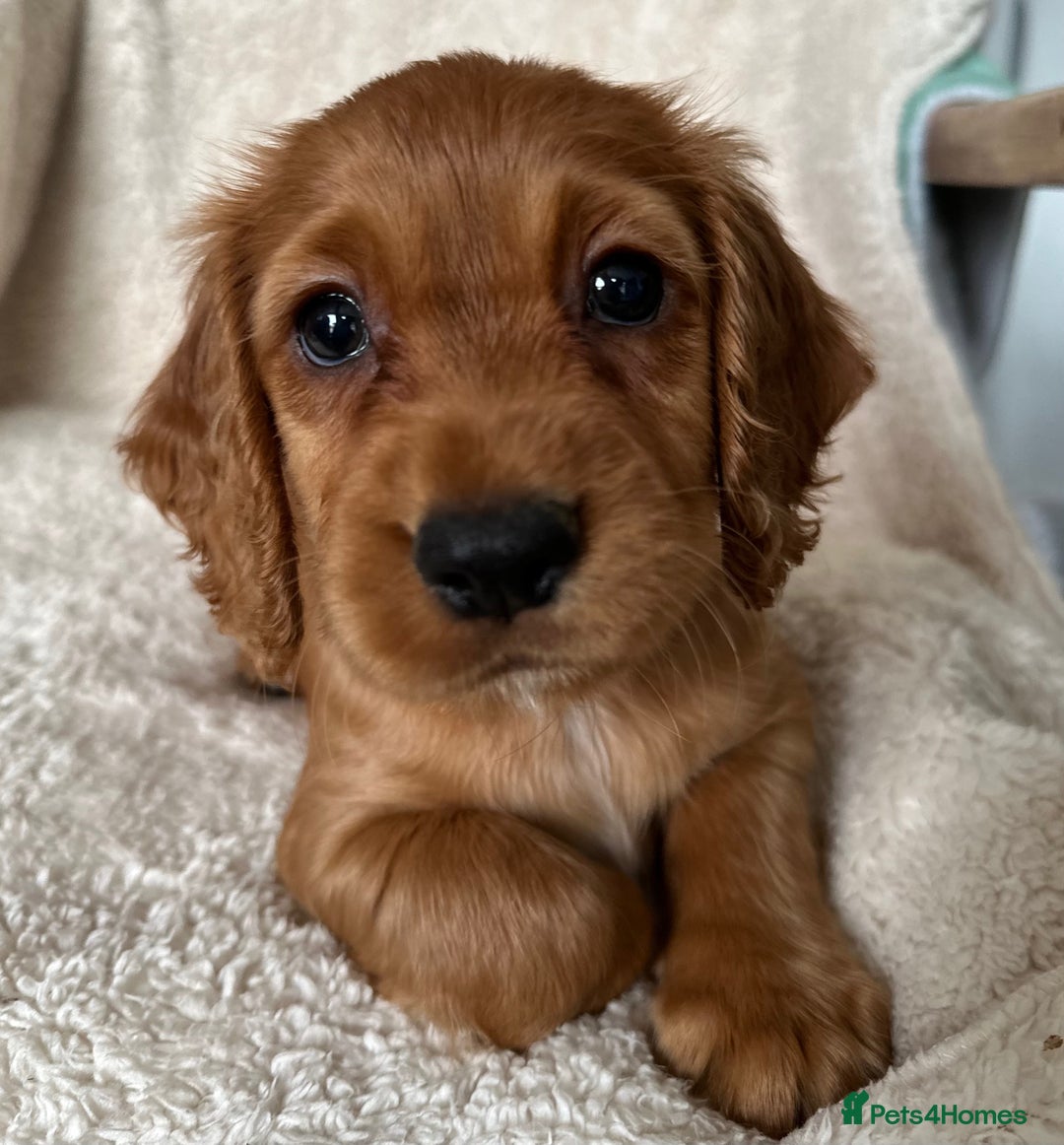 Cocker Spaniel dogs for sale: Extensively Health Tested KC Cocker Spaniels  - Image 7