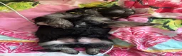 Yorkshire Terrier dogs for sale: Beautiful Yorkshire terrier puppies for sale - Advert 12