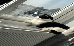 Domestic Shorthair cats for sale: 2 year old male cat - Image 22