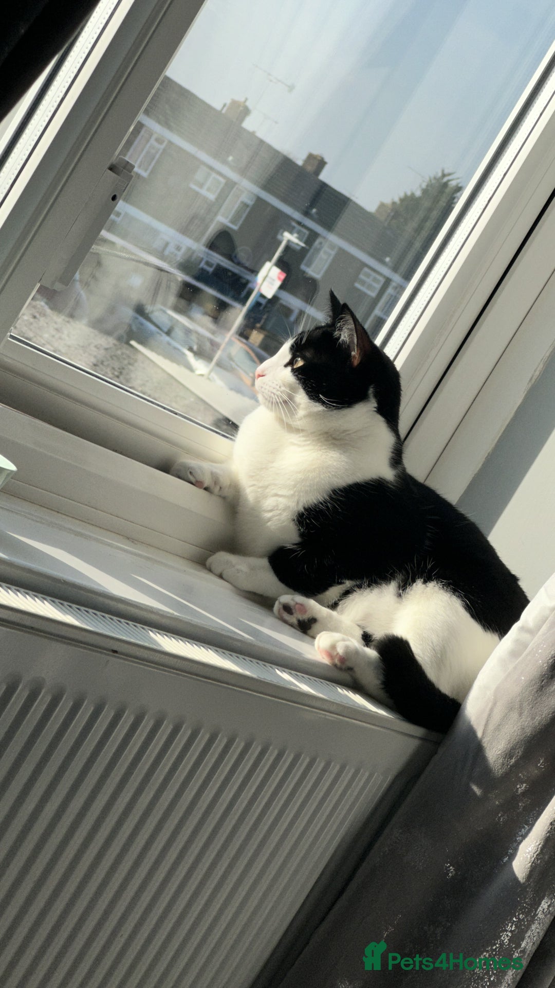 Domestic Shorthair cats for sale: 2 year old male cat - Image 22