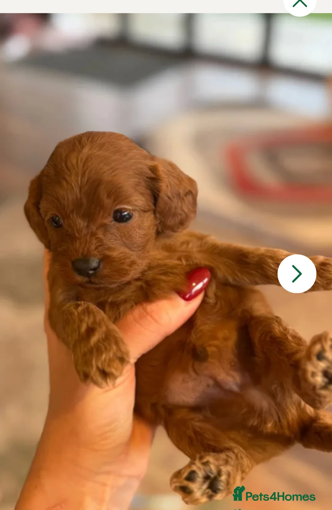 Cavapoo dogs for sale: Toy solid red Cavapoo’s ❤️ - Advert 3