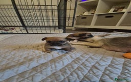 Mixed Breed dogs for sale: Jack chi puppies - Image 7