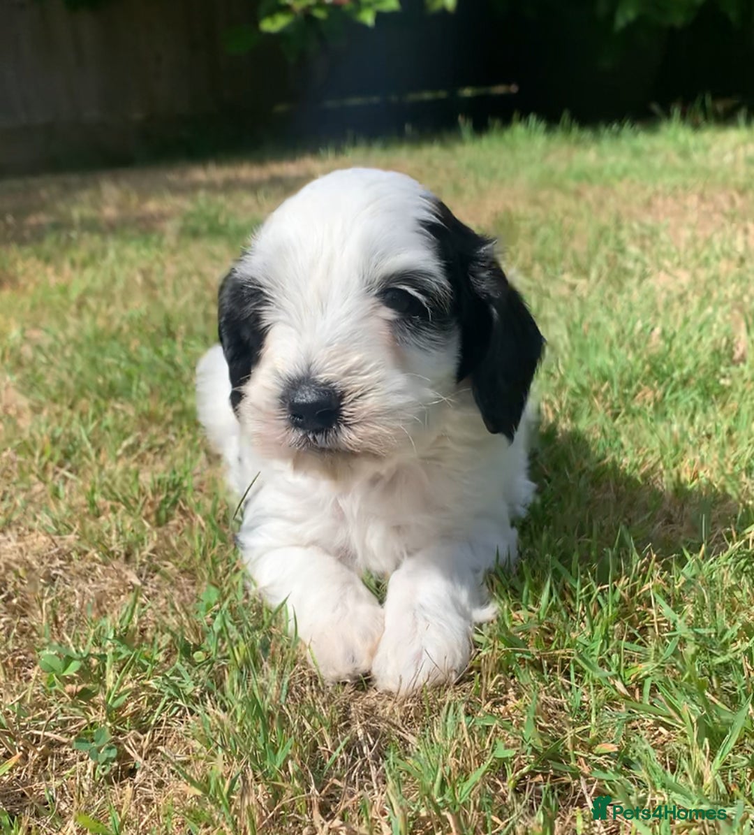 Cockapoo dogs for sale: Beautiful cockapoo puppies for sale - Image 12