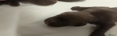 Sprocker 9