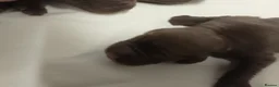 Sprocker dogs for sale: F1 sprocker puppies - Advert 40
