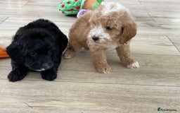 Cockapoo dogs for sale: F1 cockapoos - Image 2