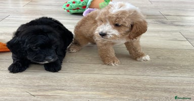 Cockapoo dogs - Advert 3