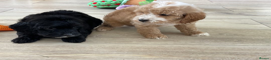 Cockapoo Puppy 1