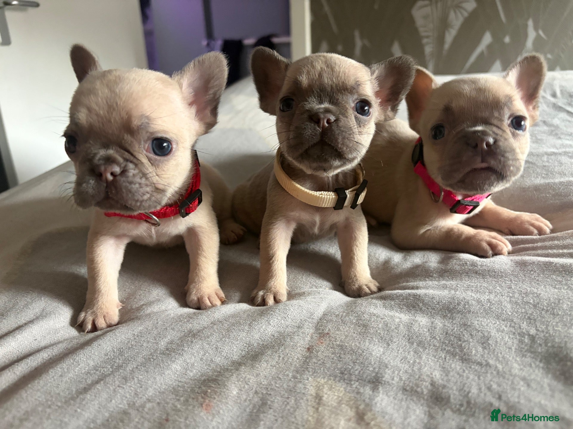 French Bulldog dogs Beautiful Frenchie Puppies READY SOON - Advert 4