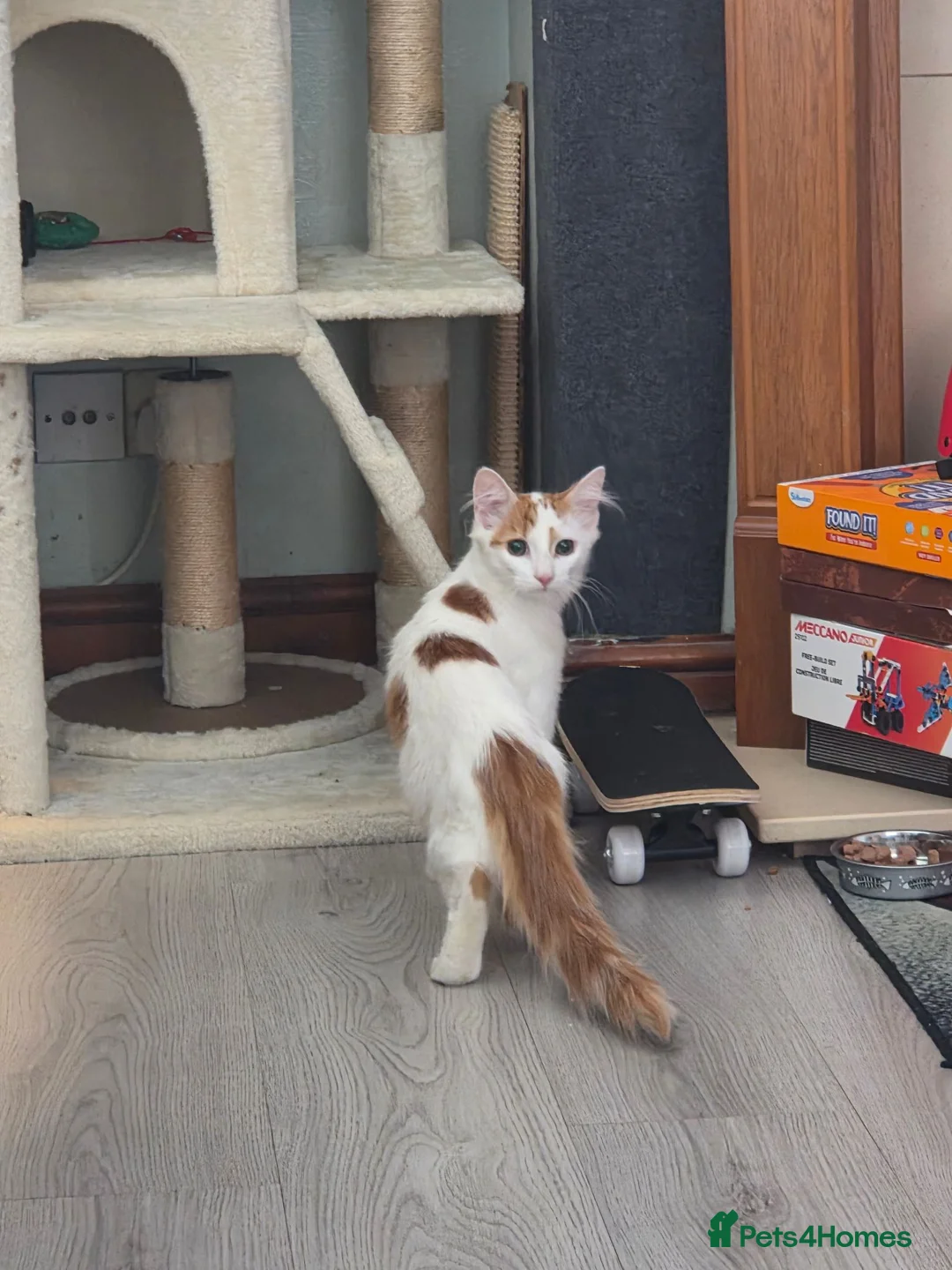 Mixed Breed cats for sale: Brother and sister very bonded pair  - Advert 11
