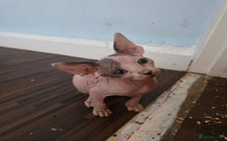 Sphynx cats for sale: 🩵 Beautiful Sphynx Boy – Ready to Leave Now 🩵 - Image 1