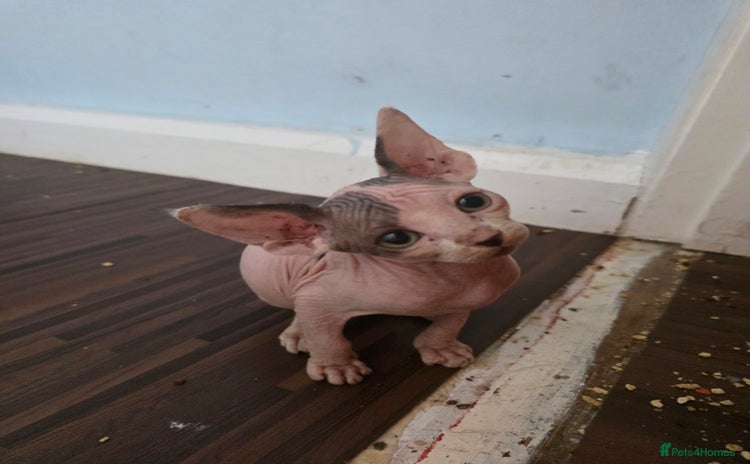 Sphynx cats - Advert 1