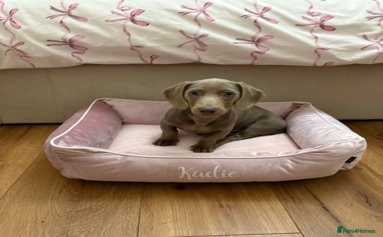 Miniature Dachshund dogs Kadie Miniature Dachshund   - Advert 14
