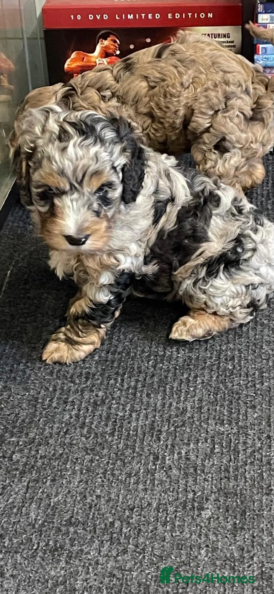 Cockapoo dogs for sale: Stunning cockerpoo puppies  - Advert 2