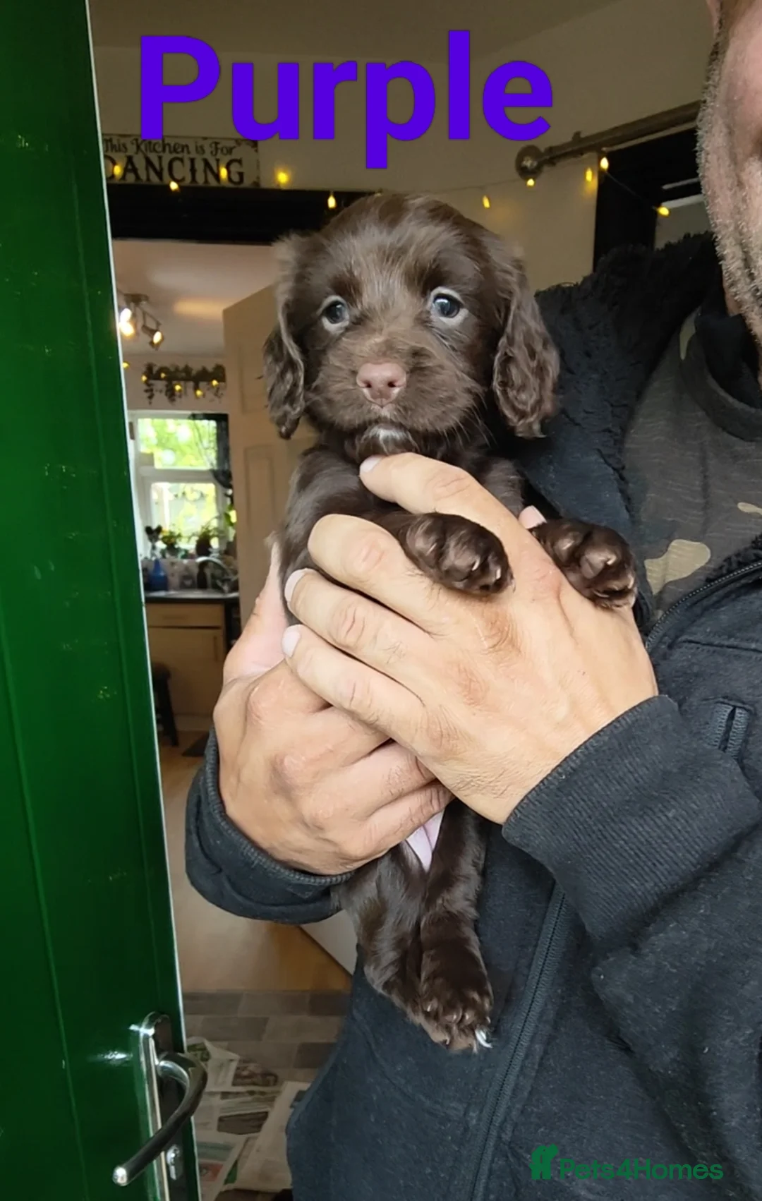 Cocker Spaniel dogs for sale: Beautiful Chocolate Cocker Spaniels (worker) in Ross-on-Wye - Advert 2