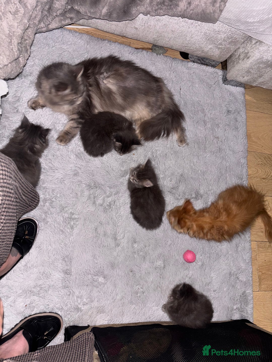Maine Coon cats for sale: Plush PusZ XXL TICA registered Maine Coon Kittens - Advert 22