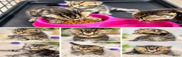 Bengal cats for sale:  Beautiful Cross Bengal Kittens 🐾 - Advert 8