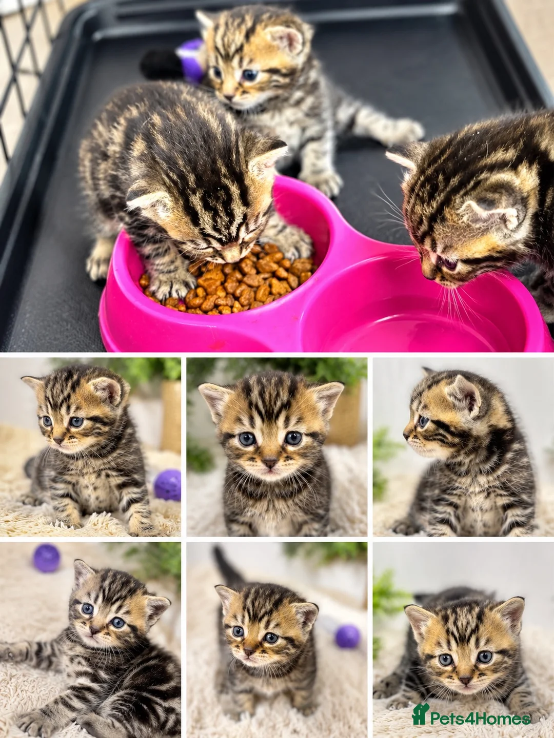 Bengal cats for sale:  Beautiful Cross Bengal Kittens 🐾 - Advert 8