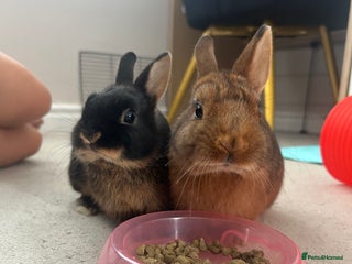 Netherland Dwarf rabbits Netherland Dwarf rabbit - Advert 15