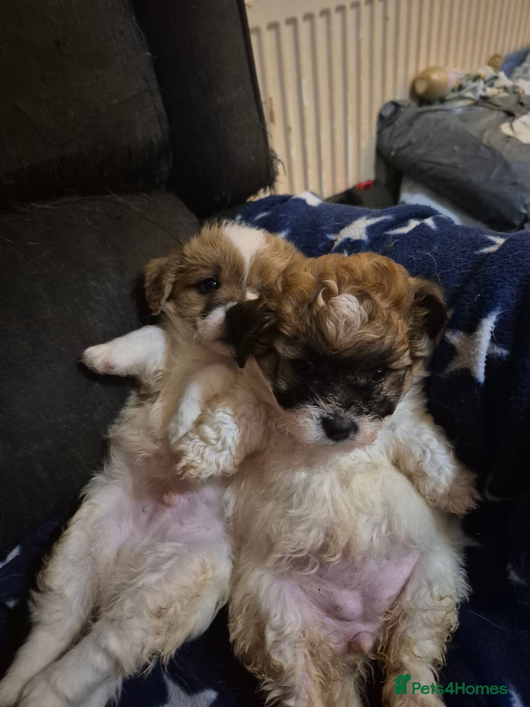 Mixed Breed dogs for sale: Puppies  - Advert 8
