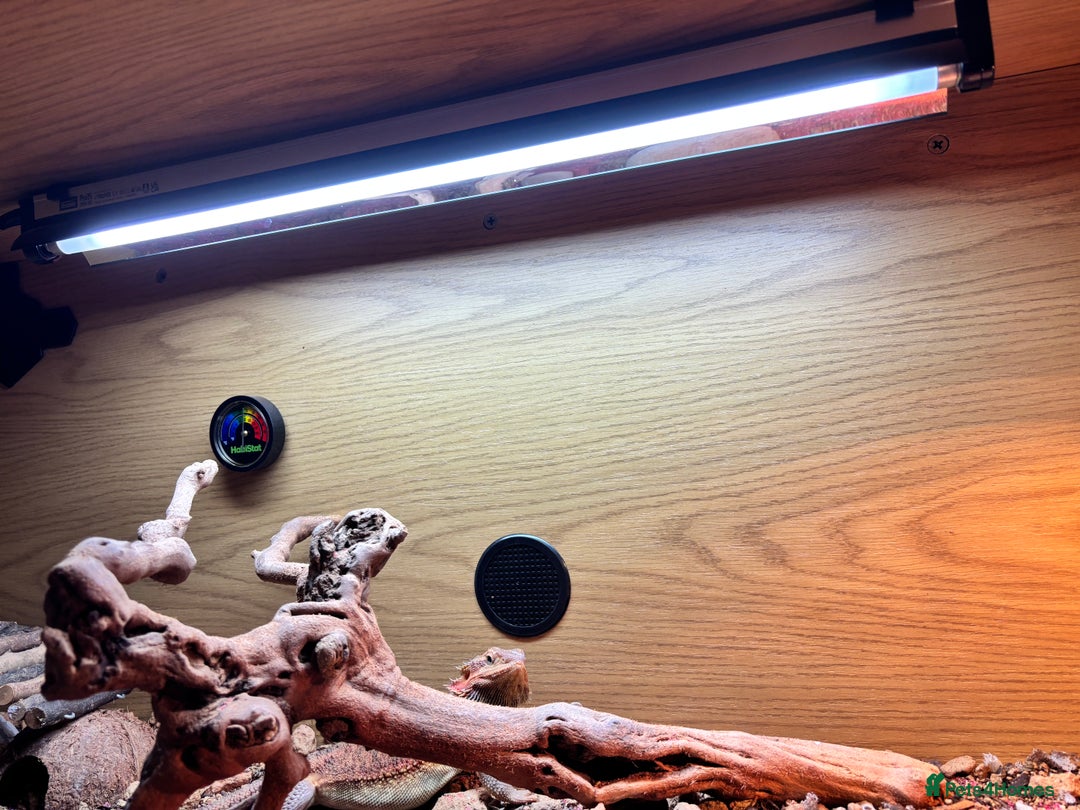 Bearded Dragon reptiles for sale: Female bearded dragon  - Image 4