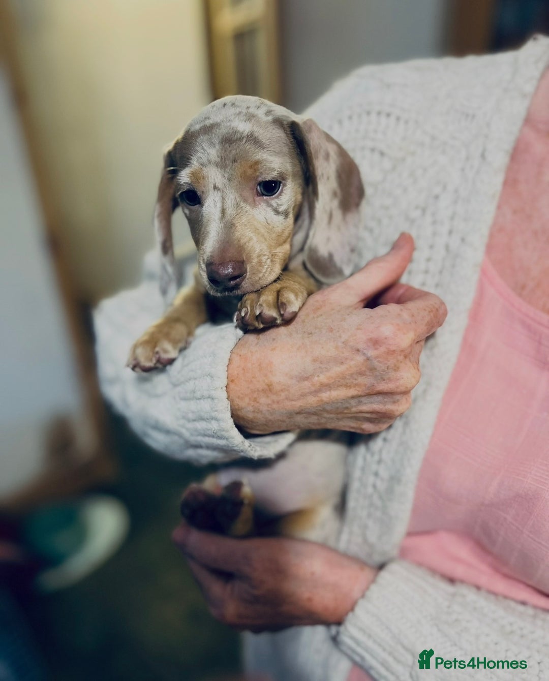 Miniature Dachshund dogs for sale: 1 Beautiful Kc reg Girl 💗 needs rehoming  - Advert 12