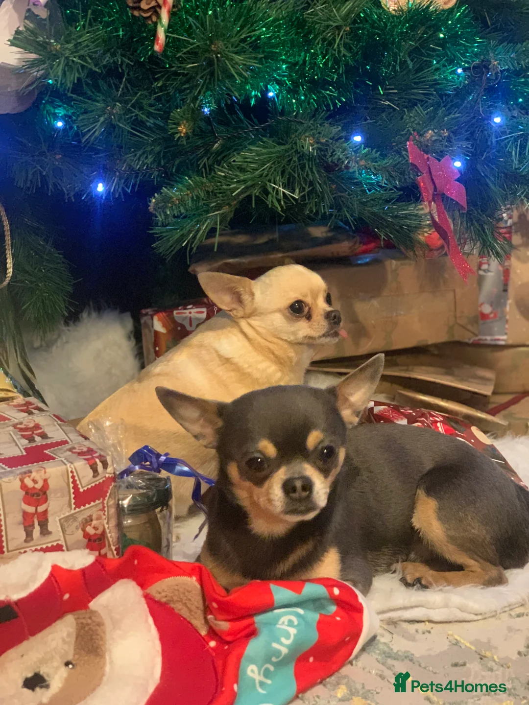Chihuahua dogs for stud: Chihuahua stud (Romeo) in Sherborne - Advert 26