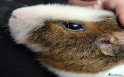 Guinea Pig rodents for sale: Teddybear male guinie pig - Image 2