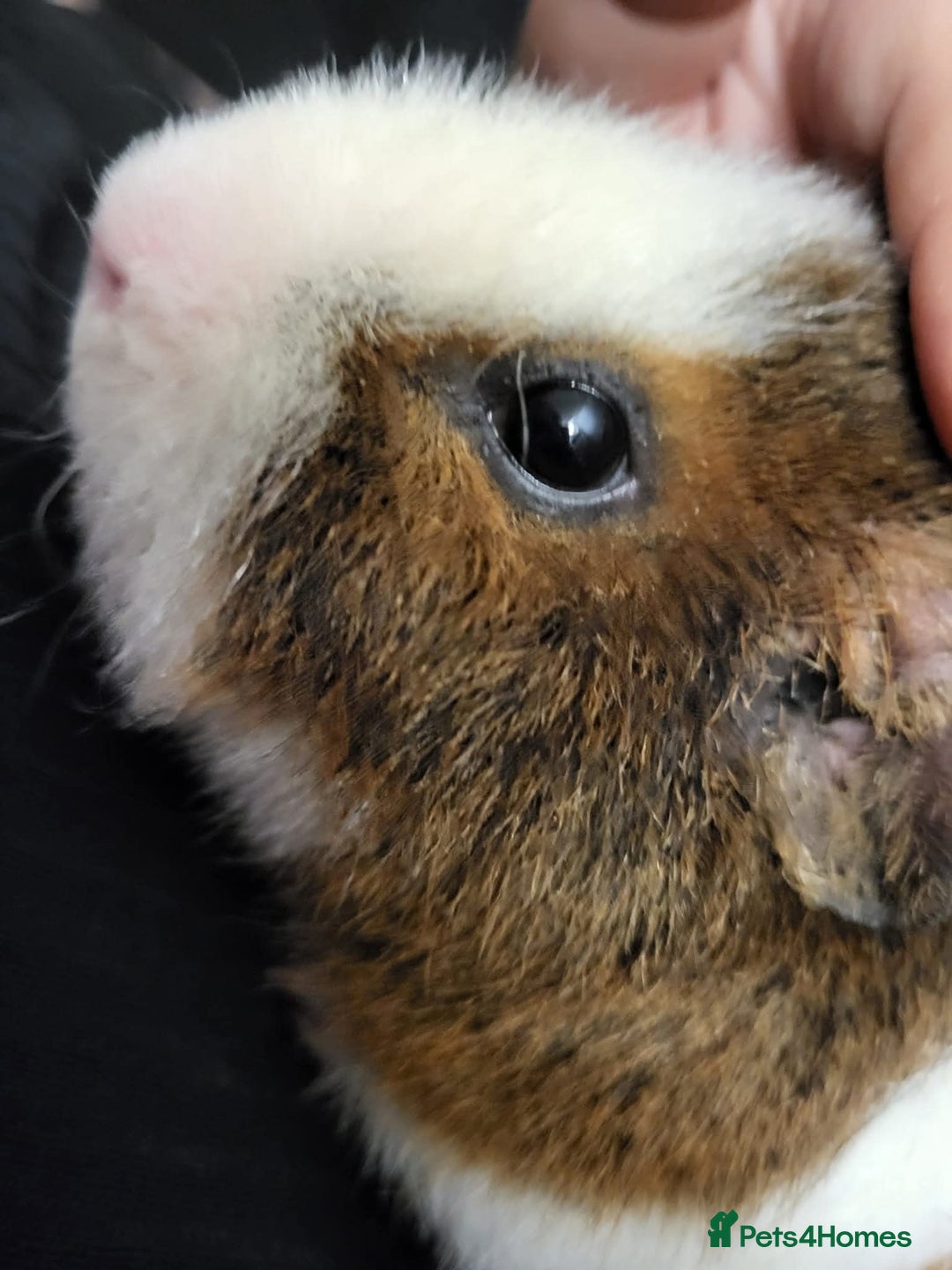 Guinea Pig rodents for sale: Teddybear male guinie pig - Image 2