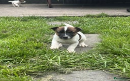 Jack Russell dogs for sale: Two lovely male Jack russel puppies  - Image 7
