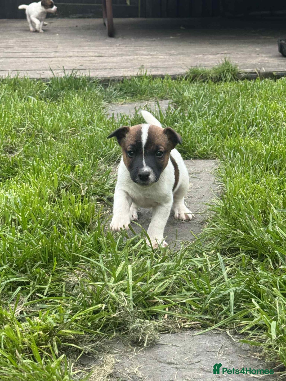 Jack Russell dogs for sale: Two lovely male Jack russel puppies  - Image 7