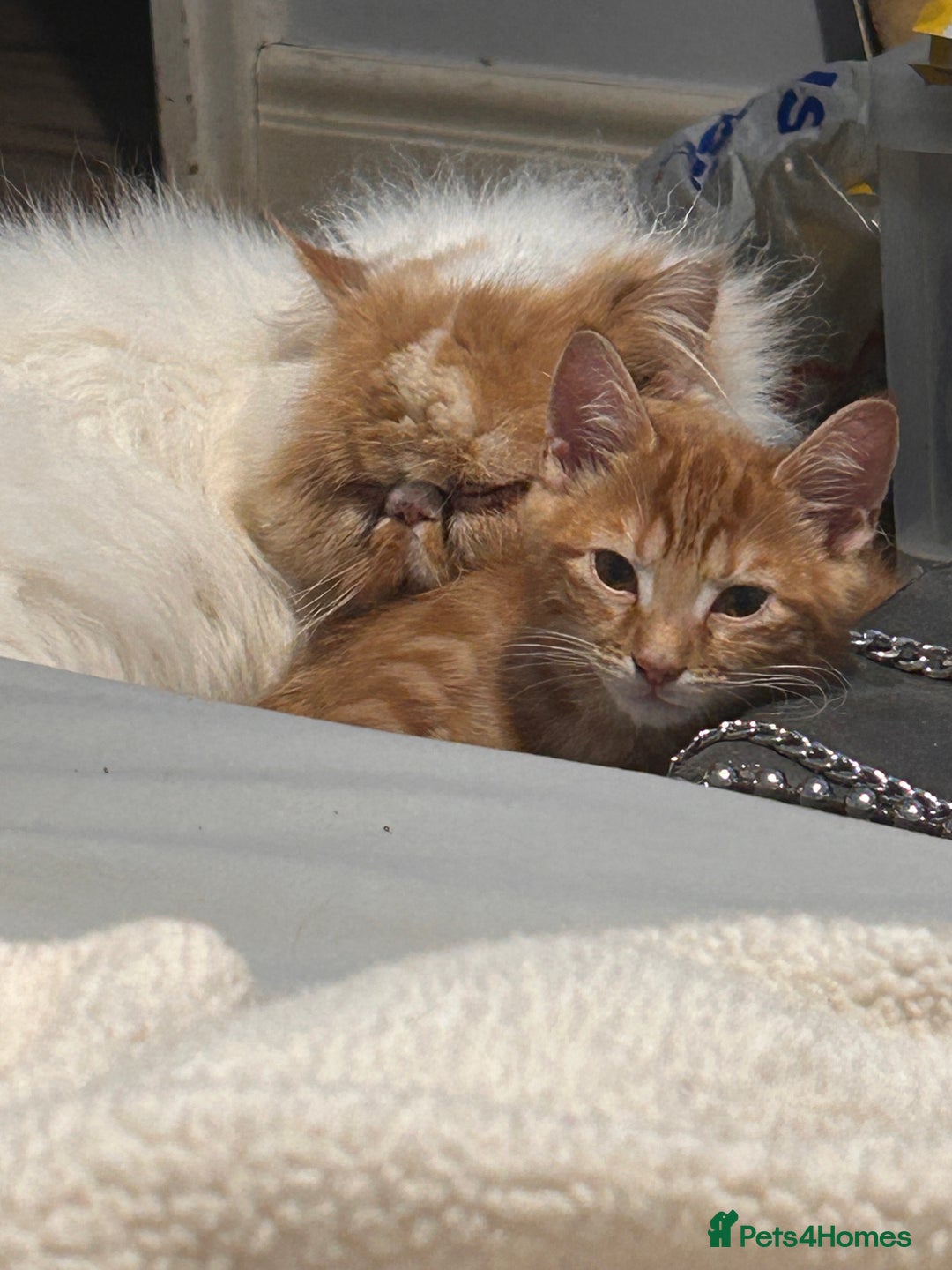 Mixed Breed cats for sale: Beautiful kittens - Advert 7